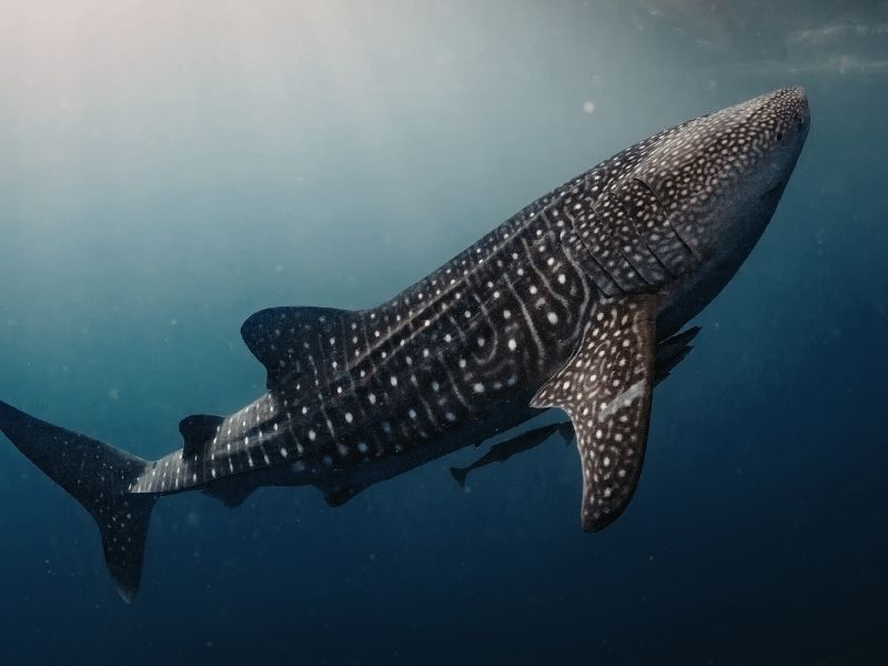 <p>squalo balena</p>